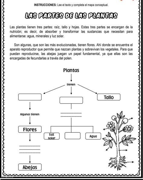Mapa Conceptual De Las Plantas Y Sus Partes Mendomo Hot Sex Picture