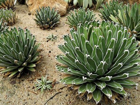 17 Best Full Sun Succulents And Cacti With Pictures