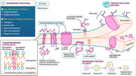 Cell Biology Membrane Proteins Overview Draw It To Know It