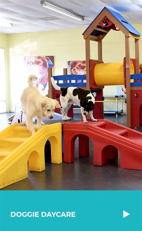 Wags And Whiskers Little Rocks 1 Doggie Daycare And Pet Resort Dog