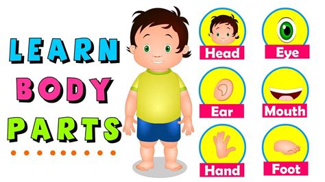 Kids Chart For Human Body Parts