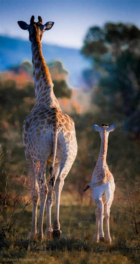 848 Best Images About I Love Giraffes On Pinterest Africa Giraffe