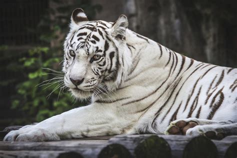 A Really Stunning List Of 20 Animals That Are Black And White