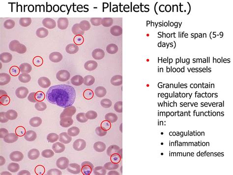 Ppt Chapter 17 Blood Powerpoint Presentation Free Download Id