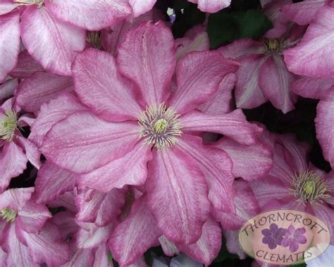 This plant will provide nectar and pollen for bees and the many other types of pollinating insects. Betty Risdon | Clematis, Clematis plants, Plants