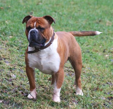 Olde English Bulldogge Information And Facts Is This Dog Breed Right