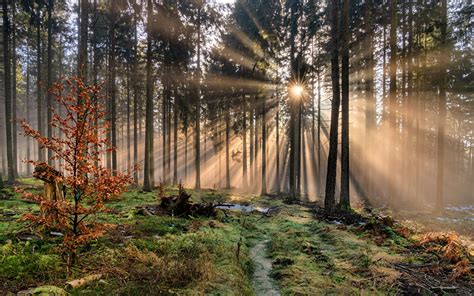 Fotos von Lichtstrahl Deutschland Rheinland-Pfalz Natur Wald Bäume