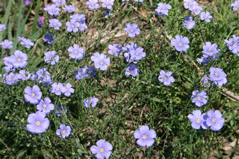 Blue Flax Pawnee Buttes Seed Inc