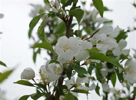 Spring Snow Crabapple — Affordable Trees