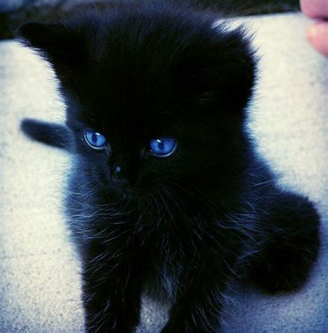 Fluffy Black Kittens With Blue Eyes