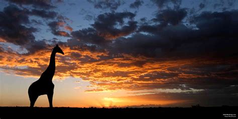 Where to See Giraffes in Africa – the 10 Best Places To Go – SafariBookings