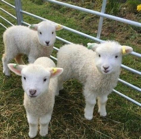 Just Three Beautiful Baby Sheep Reyebleach