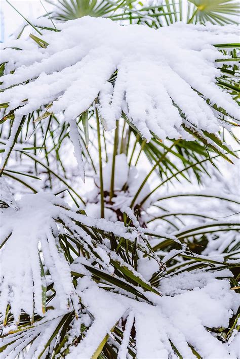 Palm Tree Snow Covered Winter Victoria Bc Vancouver Island White