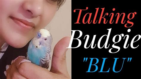 Talking Budgie Blu Talking Parakeet Shabus Vlog 🐦 Youtube