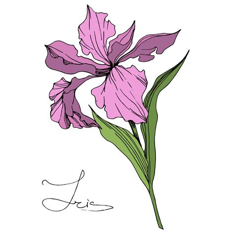 Vector Pink Iris Isolated On White Engraved Free Stock Vector Graphic