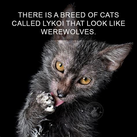 68 Amazing Cat Facts That You Probably Didnt Know Bored Panda