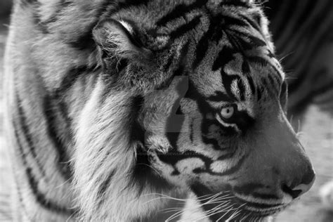 Tiger By Svenniemannie On Deviantart