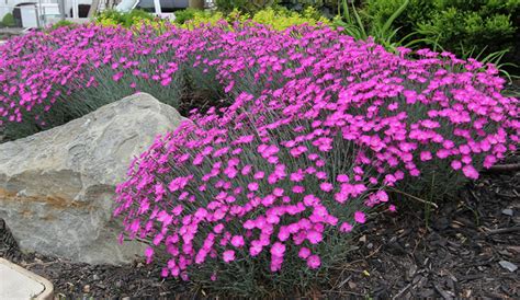 While other plants may suffering fading blooms or scorched leaves in direct sunlight, these perennials will love every minute of the bright, unfiltered attention! Super Natural Landscapes | Bold boarder ground cover ...