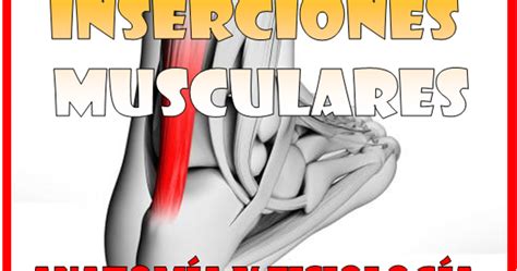 Inserciones Musculares Anatomía Y Fisiología Optifutura