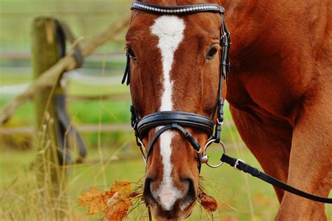 The most common problem in saas companies is to know how to value its employees. How Much Hay To Feed A Horse: Can A Horse Eat Too Much Hay?