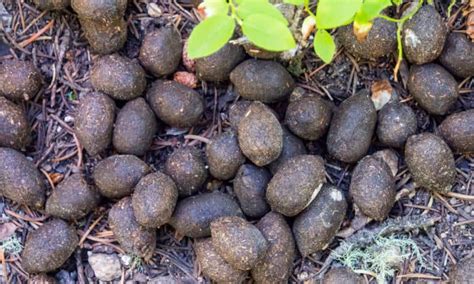 Moose Poop Everything Youve Ever Wanted To Know Wiki Point