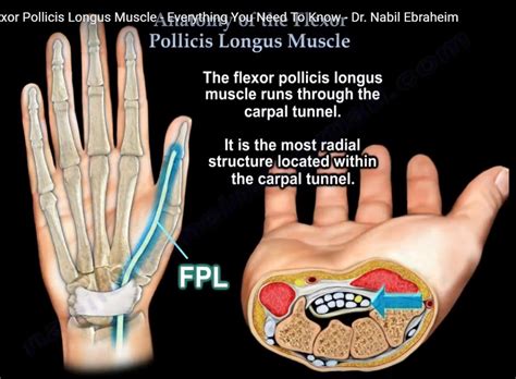 Anatomy Of The Flexor Pollicis Longus —