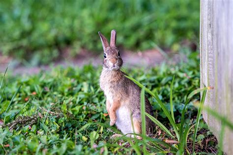 6 Ways To Keep Rabbits Out Of Your Garden Trendradars Latest