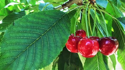 How To Plant Cherry Trees Homes And Gardens