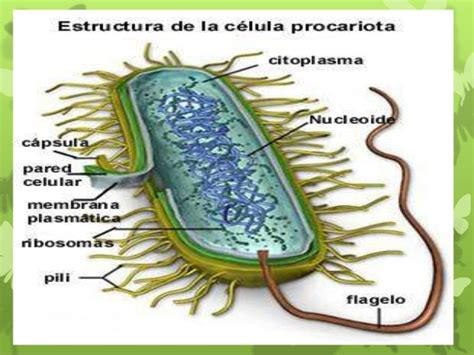 Celulas Procariotas — Wikisabio