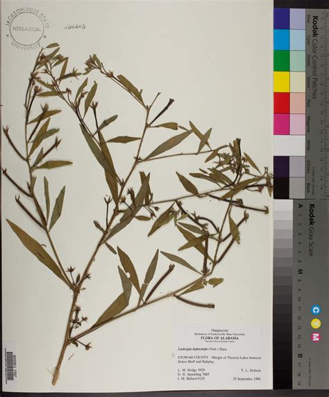 Ludwigia Leptocarpa Species Page Apa Alabama Plant Atlas