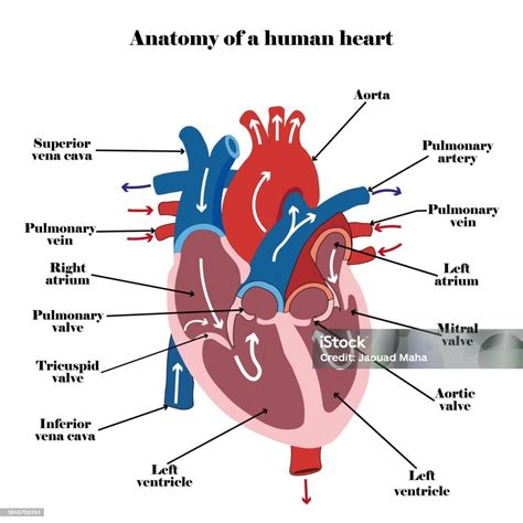 Anatomy Of A Human Heart Diagram Stock Illustration Download Image