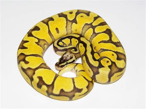 Super Pastel Super Enchi Morph List World Of Ball Pythons