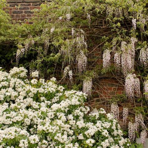 Mexican Orange Blossom Choisya Ternata Hedges Direct Uk