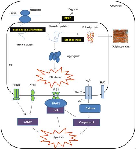 Er Stress Signaling Pathway Porn Sex Picture