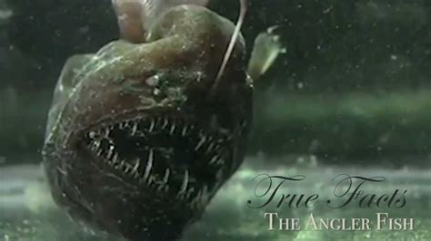 True Facts About The Angler Fish