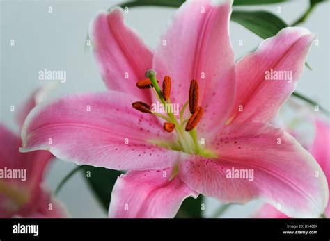 Pink Tiger Lily Flower Stock Photo Alamy