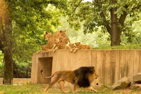 African Lion Cubs On Exhibit At The Smithsonians National Flickr