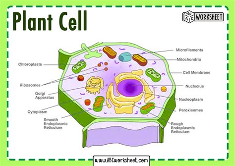 Plant Cell Labeled Parts And Functions Ontobel