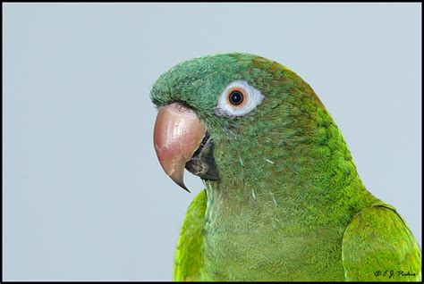 Blue Crowned Conure Page