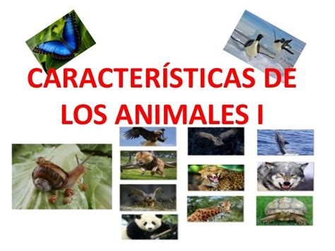 Características De Los Animales I