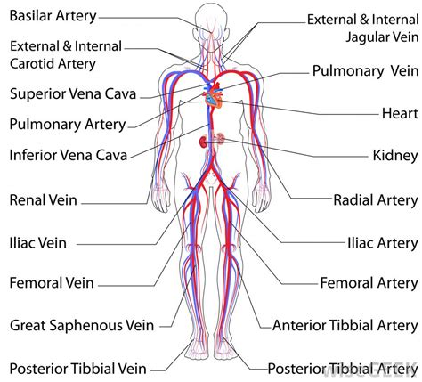 This stock medical illustration shows the arteries, veins and nerves of the arm . What is the Pulmonary Artery? (with pictures)