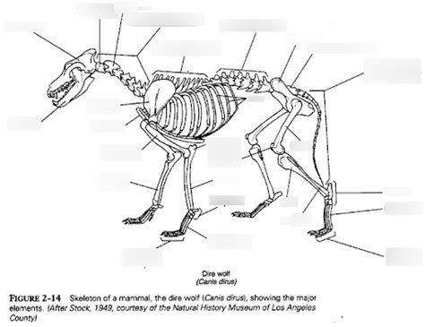 Mammal Skeleton Diagram Quizlet