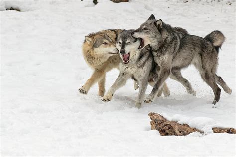 Gray Wolf Pack Behavior In Winter Photograph By Adam Jones Fine Art