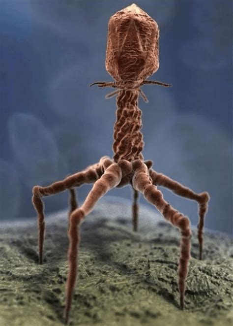 T4 Bacteriophage Virus As Seen Through An Electron Microscope