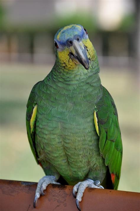 Papegøje Grøn Gul · Gratis Foto På Pixabay