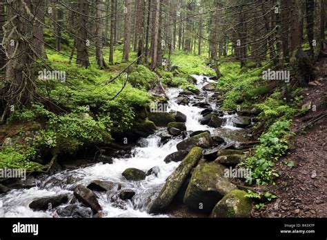 Mountain Forest River Stock Photo Alamy