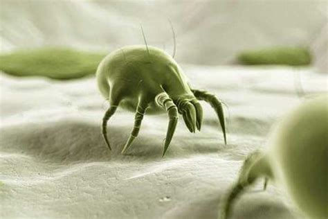 Can You See Dust Mites Pictures Of How Hey Look Like Habitat Food