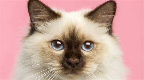 7 Facts About Birman Cats