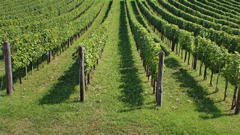 Free Images Landscape Tree Nature Grape Vine Vineyard Wine Row