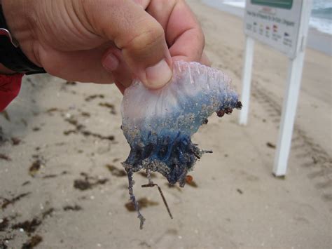 Contact with the colony's tentacles triggers the release of millions of stinging nematocysts. Portuguese Man O' War | i Love Shelling